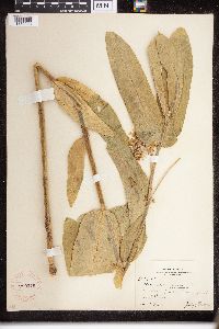 Asclepias speciosa image