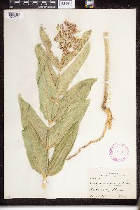 Asclepias speciosa image