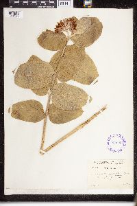 Asclepias speciosa image