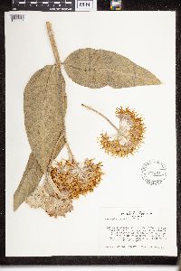 Asclepias speciosa image