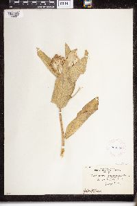 Asclepias speciosa image