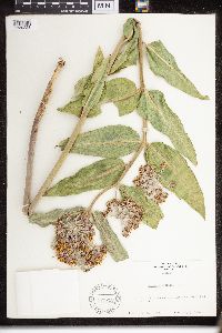 Asclepias speciosa image