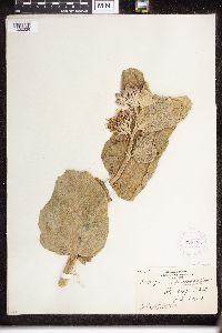 Asclepias speciosa image