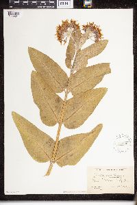 Asclepias speciosa image