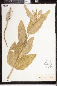 Asclepias speciosa image