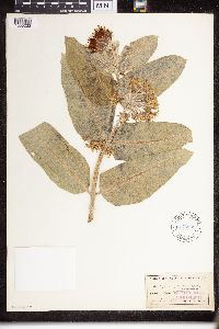 Asclepias speciosa image
