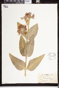 Asclepias speciosa image