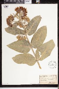 Asclepias speciosa image