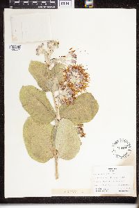 Asclepias speciosa image