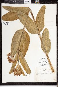 Asclepias speciosa image