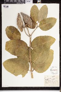 Asclepias speciosa image