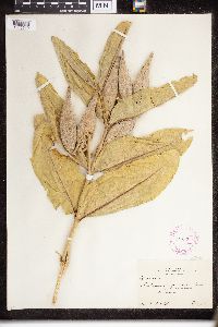 Asclepias speciosa image