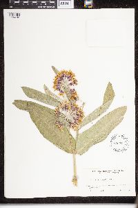 Asclepias speciosa image