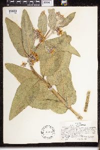 Asclepias speciosa image