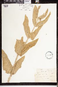 Asclepias speciosa image