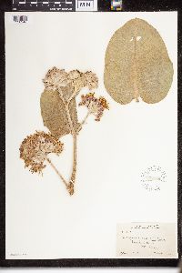Asclepias speciosa image