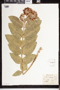 Asclepias speciosa image