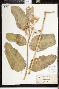 Asclepias speciosa image