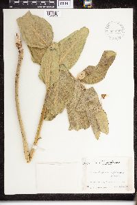 Asclepias speciosa image