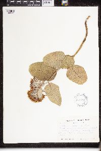 Asclepias speciosa image