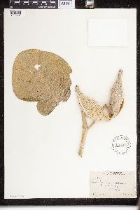 Asclepias speciosa image