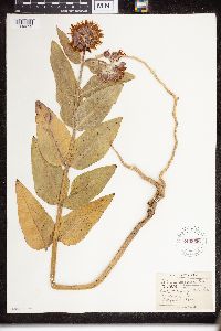 Asclepias speciosa image