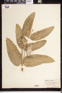 Asclepias speciosa image