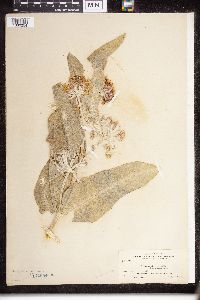 Asclepias speciosa image