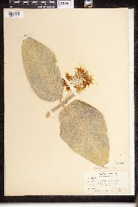 Asclepias speciosa image