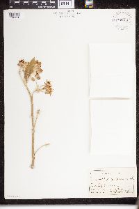 Asclepias speciosa image