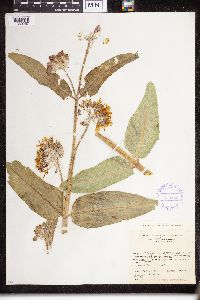Asclepias speciosa image