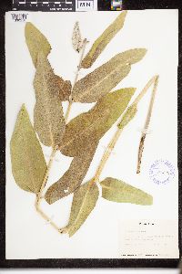 Asclepias speciosa image