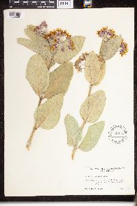 Asclepias speciosa image