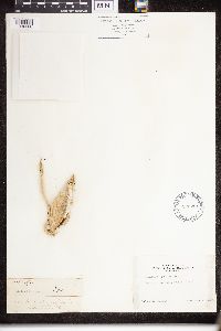 Asclepias speciosa image