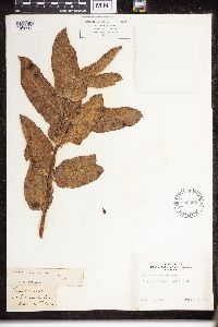 Asclepias speciosa image