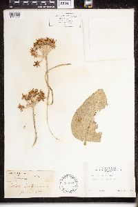 Asclepias speciosa image