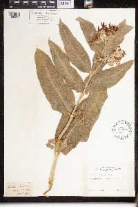 Asclepias speciosa image
