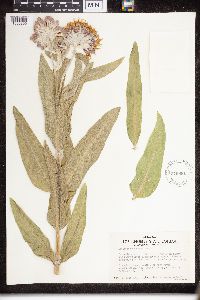 Asclepias speciosa image
