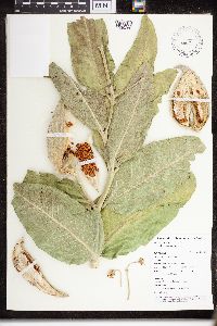 Asclepias speciosa image