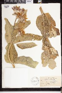 Asclepias speciosa image