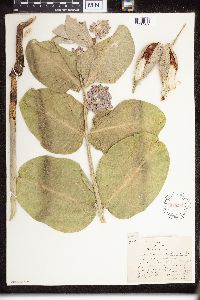 Asclepias speciosa image