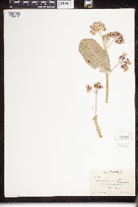 Asclepias speciosa image