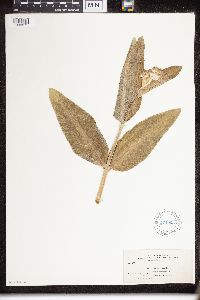 Asclepias speciosa image