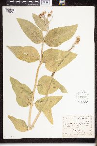 Asclepias speciosa image