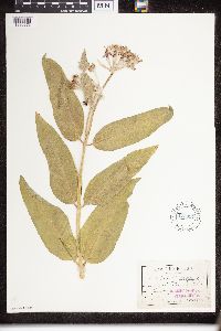 Asclepias speciosa image