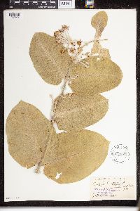 Asclepias speciosa image