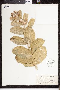 Asclepias speciosa image