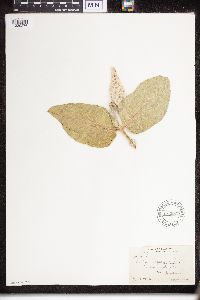 Asclepias speciosa image