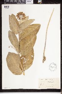 Asclepias speciosa image