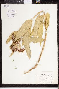 Asclepias speciosa image